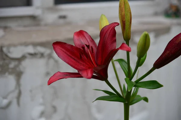 白色背景上美丽的红色百合花的遮掩 — 图库照片