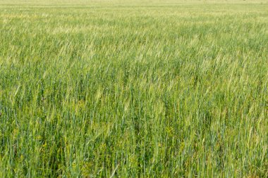 Mısır gevreği ekilmiş yeşil bir tarla manzarası. Yeşil çimlerin arkaplan dokusu