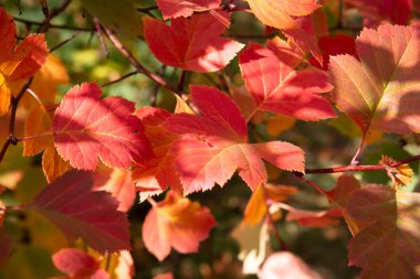 Sonbahar ağacındaki parlak kırmızı yaprakların yakın çekimi