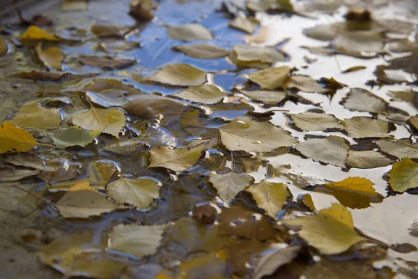 Nahaufnahme Von Gelben Herbstbirkenblättern Einer Pfütze — Stockfoto