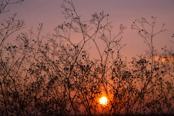 Dark Silhouette Branches Small Flowers Sunset Background — Stock Photo, Image