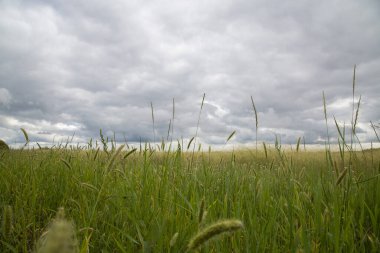 Gri-mavi bulutlu gökyüzünün altındaki yeşil bir tarlanın görüntüsü.
