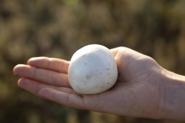 Beyaz mantarlı yağmurluk tarlada kızın elinden koparılmış..