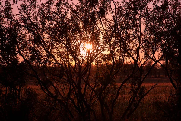 Silhuetas Escuras Ramos Árvore Entrelaçados Contra Pôr Sol Vermelho Fundo — Fotografia de Stock