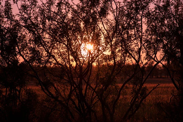 Dark Silhouettes Intertwining Tree Branches Red Sunset Mystical Background — Stock Photo, Image