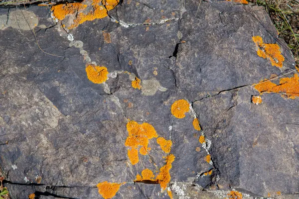 Primer Plano Musgo Naranja Una Piedra Oscura Salvaje Bosque —  Fotos de Stock
