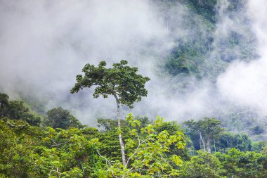 Latin Amerika 'daki Puslu Yağmur Ormanları
