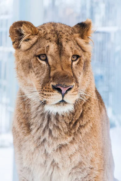 Retrato Uma Leoa Zoológico Inverno — Fotografia de Stock
