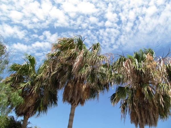 Palm Trees Blue Sky — Stock Photo, Image