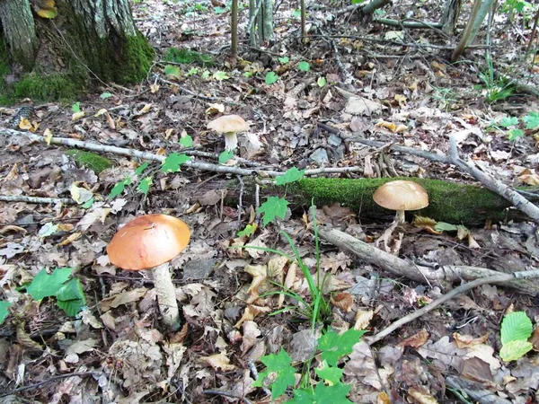 Paddenstoelen Familie Het Zomerwoud — Stockfoto