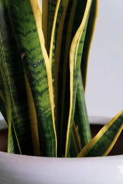 Sansevieria Dans Pot Céramique Blanche Intérieur — Photo