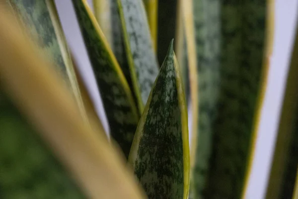 Close Snake Plant Indoor — Stock Photo, Image