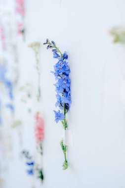 Çiçek renkli kurulum. Beyaz, mavi, pembe, sarı renklerden oluşan bir duvara sabitlenmiş bir sürü çiçek. Ev dekoru arka planı. Seçici odak.