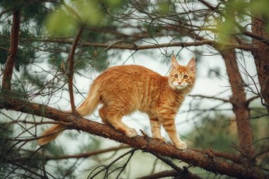Kırmızı kedi Maine Rakunu çam ağacında oturuyor.. 