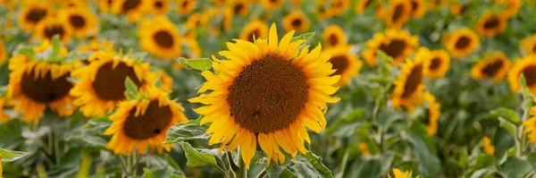 Big field with yellow sunflowers. Bright hot summer day. Beautiful flowers waving on the wind. July, France. Close up. Concept of ecology, natural beauty, travel destination, vacations. Banner