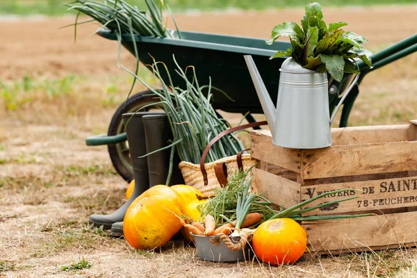 Autumn, harvest time. Composition with metal watering can, green garden truck, wooden case with ripe orange pumpkins, carrots, rubber boots. Rustic decor, fall inspiration. Close up, outdoors
