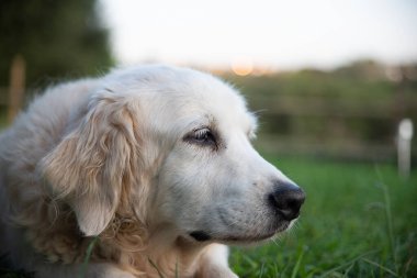 Eski bir golden retriever 'ın yakın plan portresi.