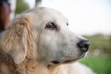 Eski bir golden retriever 'ın yakın plan portresi.
