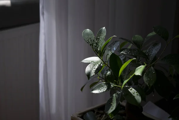 Ficus microcarpa güneş ışığı altında