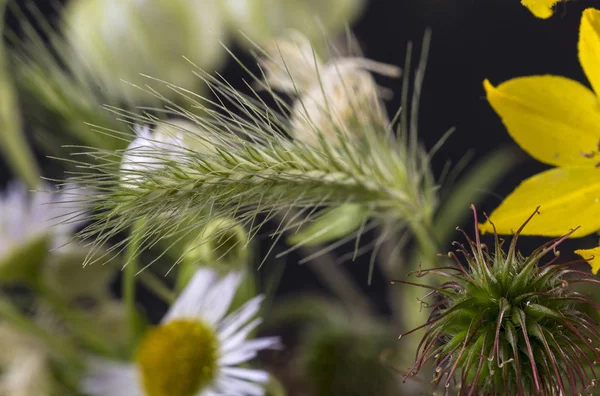 Bitkiler ile makro fotoğrafçılık