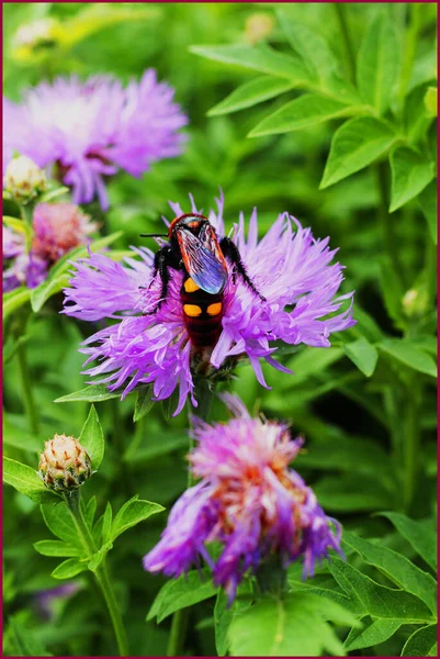 Une grande guêpe est assise sur une fleur violette par une journée d'été ensoleillée et brillante — Photo