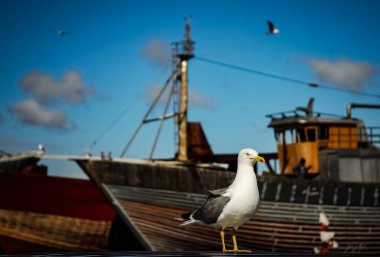 Agressive martı bir limanda eski bir ahşap botla dikiliyor..