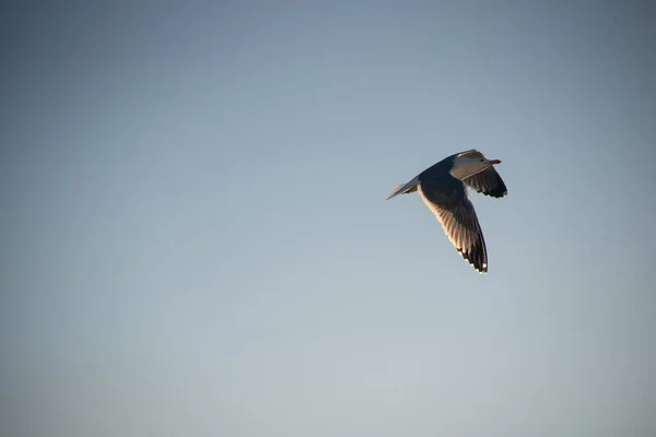 Gün batımında mavi gökyüzünde uçan martı..