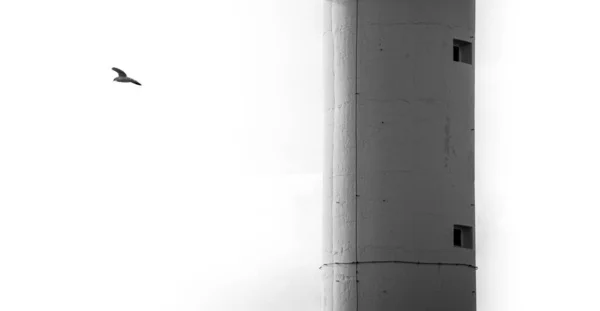 Etrafında bir kuş uçuşan deniz kulesi. B & W.