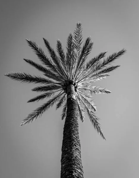 棕榈在一个干净的天空背景 — 图库照片