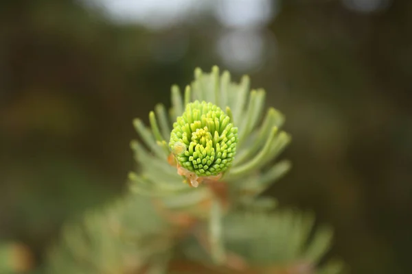 Φρέσκο Pine Κλαδιά Άνοιξη — Φωτογραφία Αρχείου