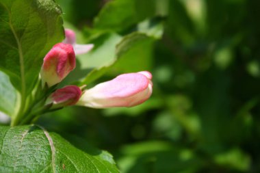 İlkbaharda açan çiçekler