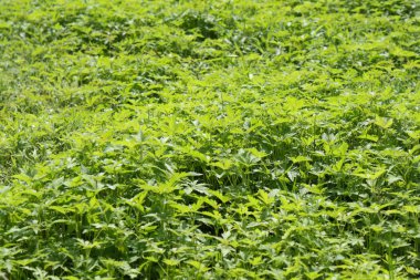 Park yeşil çim peyzaj