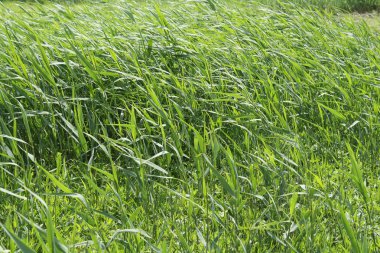 Park yeşil çim peyzaj