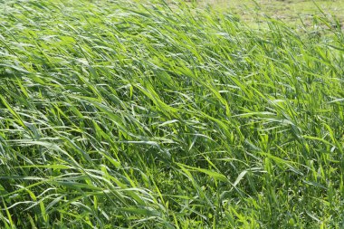 Park yeşil çim peyzaj