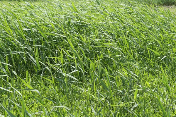 Park yeşil çim peyzaj