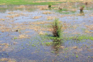 Sulak alan park bahar