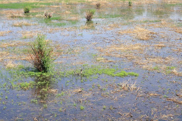 Wetland Park Wiosnę — Zdjęcie stockowe