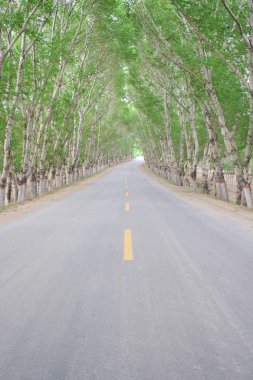 Baharda orman yolu