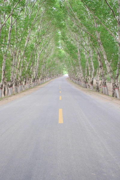 春天的森林路 — 图库照片