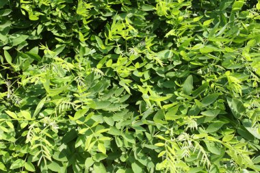 Baharda taze yeşil yapraklar