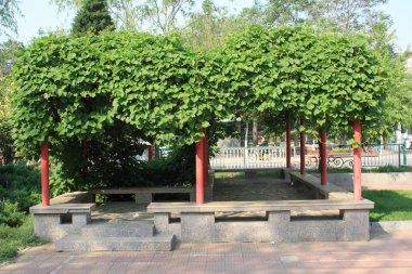 Ağaç bahar Parkı