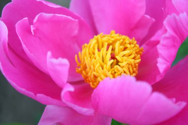 pembe çiçekler baharda açan