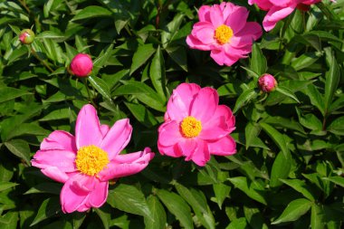 pembe çiçekler baharda açan