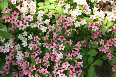 pembe çiçekler baharda açan