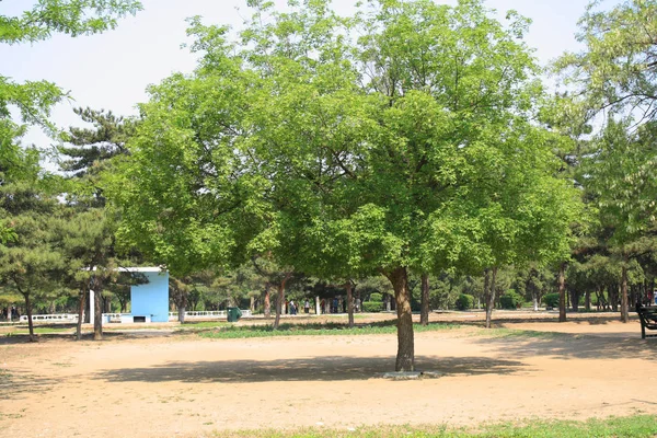 Arbre Dans Parc Printemps — Photo