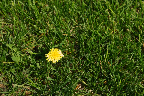 Sarı Çiçek Yeşil Çimen — Stok fotoğraf
