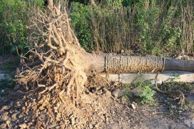 Rüzgar tarafından üflenir ağaç