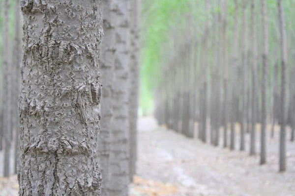 Forêt Peupliers Printemps — Photo