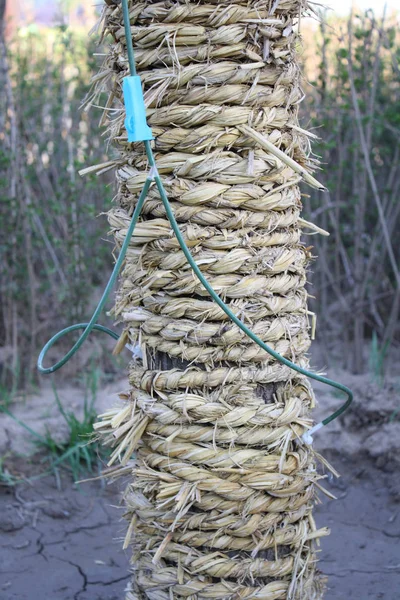 Ter Aanvulling Van Zieke Boom — Stockfoto