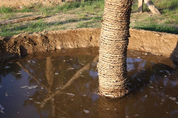 New Tree Has Just Been Watered — Stock Photo, Image